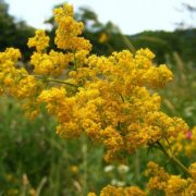 Sânzienele - plante din Rai. Sunt un remediu foarte bun pentru durerile de coloană și dizolvă ciocurile