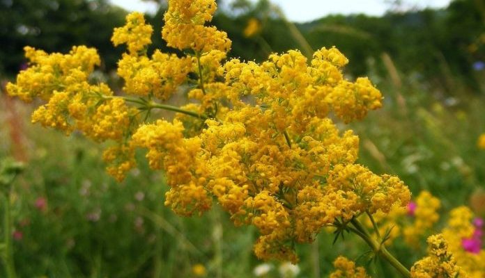 Sânzienele - plante din Rai. Sunt un remediu foarte bun pentru durerile de coloană și dizolvă ciocurile