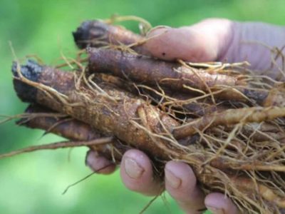 Nu se spune nimic despre ea, dar reduce glicemia, protejeaza ficatul de toxine, reduce absorbtia colesterolului rau si trigliceridelor