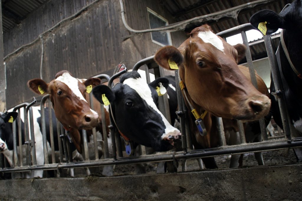 Noul aditiv furajer care reduce emisiile de metan provenite de la fermele de vaci