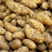 Cartofii românești noi au ajuns la prețuri record pe tarabele piețelor. Cu cât se vinde kilogramul