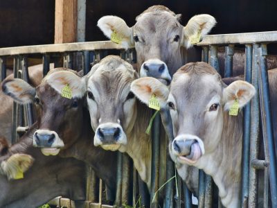 Noul aditiv furajer care reduce emisiile de metan provenite de la fermele de vaci