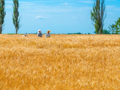 Ucraina, unul dintre cei mai mari producători de grâu din lume, a rămas fără fermieri. Care va fi efectul asupra României
