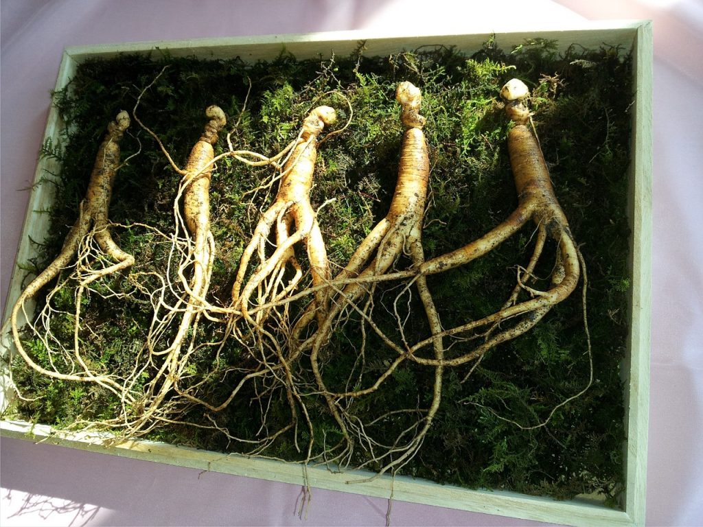 Ginseng, planta minune cu întrebuințări medicinale multiple: Proprietăți nutritive și contraindicații