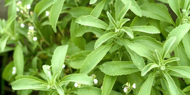 Stevia, planta numită și zahărul natural. Ce beneficii are și cum se consumă