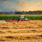 Ministrul Agriculturii despre stocul de grâu: "România are capacitatea de a se susține singură din punct de vedere alimentar”