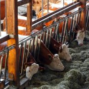 Vacile din fermele mari poluează mediul mai mult decât mașinile. La ce nivel a ajuns nivelul de metan din atmosferă