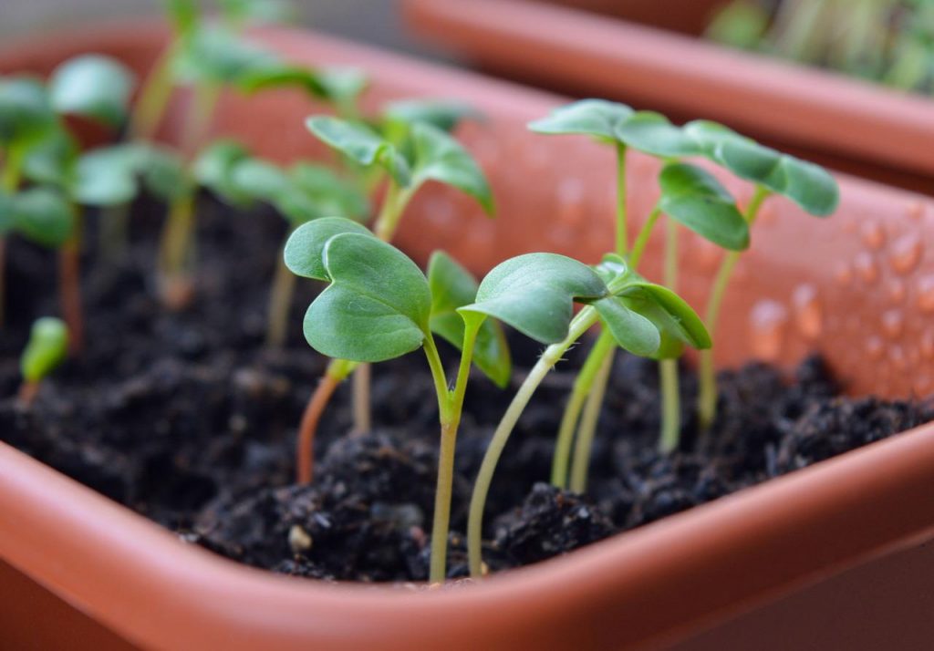 Calendar agricol luna Mai 2022: începe plantarea răsadurilor de legume