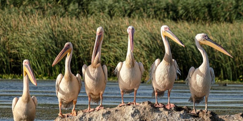 Rezervația Biosferei Delta Dunării, o zonă naturală unică în lume. Speciile de animale și plante protejate prin lege