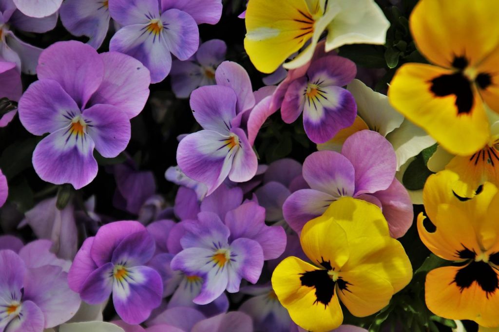 Cele mai frumoase flori de primăvară! Bucură-te de arta naturii la tine acasă