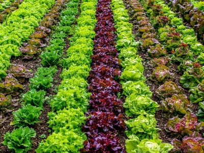 Trucuri de la fermieri: aplicarea insecticidelor pentru legume într-un mod eficient