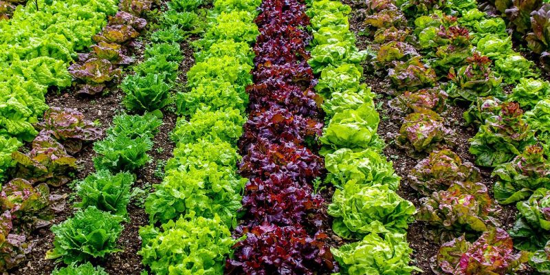 Trucuri de la fermieri: aplicarea insecticidelor pentru legume într-un mod eficient