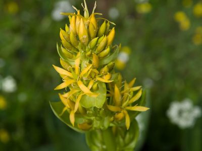 Gențiana, planta cu proprietăți medicinale care poate combate afecțiunile tiroidiene și biliare