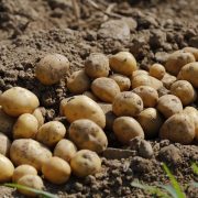 Cartofii, pe locul 2 în topul scumpirilor din România. Creșteri cu 41% față de anul trecut