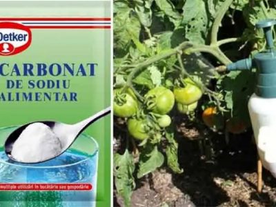 Bicarbonat de sodiu – un îngrășământ grozav și protecția întregii grădini!