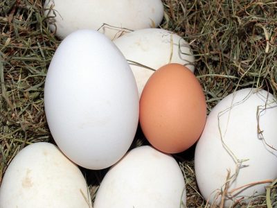 Cum se utilizează ouăle de gâscă și ce valoare nutrițională au