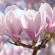 Ce poate face scoarța de magnolie pentru sănătate - este antidepresiv natural, protejează ficatul și previne boala Alzheimer