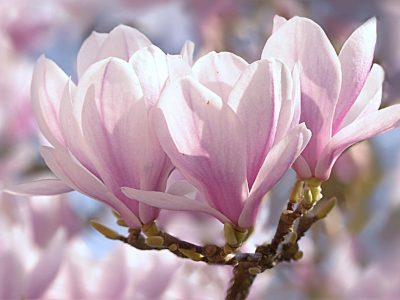 Ce poate face scoarța de magnolie pentru sănătate - este antidepresiv natural, protejează ficatul și previne boala Alzheimer