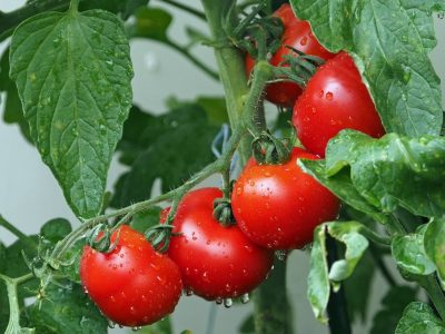 3 tipuri de îngrășământ pentru roșii bune pentru o recoltă bogată