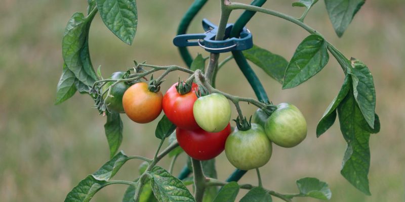 Cum protejăm legumele de temperaturile extreme din timpul verii. Biostimulatori care protejează plantele de arșiță