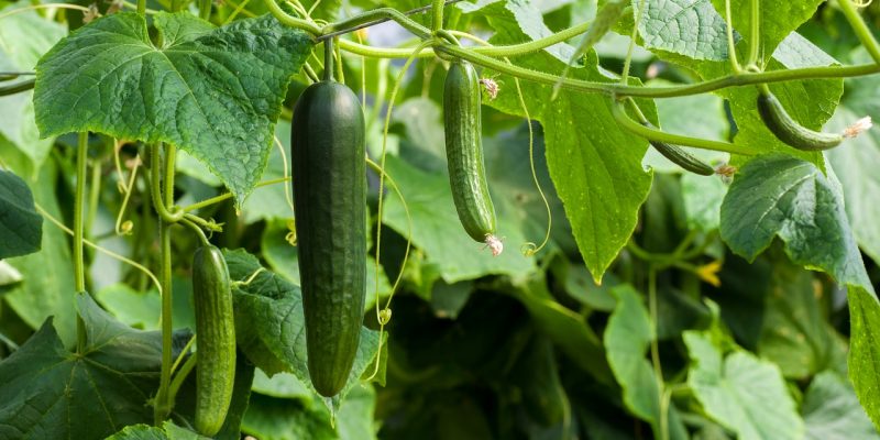 Cum se udă castraveții din spațiile protejate: sfaturi de la agricultori