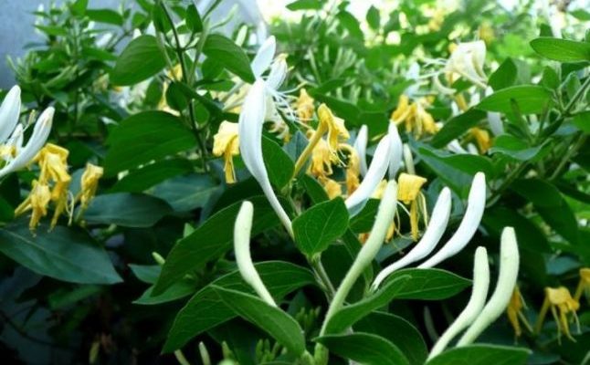 Siropul pentru boli respiratorii, infecțiile urinare și multe alte afecțiuni