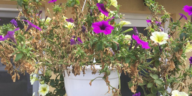 Cum se înmulțește petunia
