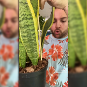 VIDEO. Nu mai udați plantele la ghiveci înainte de a face acest test: cum aflăm dacă au nevoie de apă