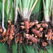 Cultivarea turmericului în câțiva pași simpli - ghid practic