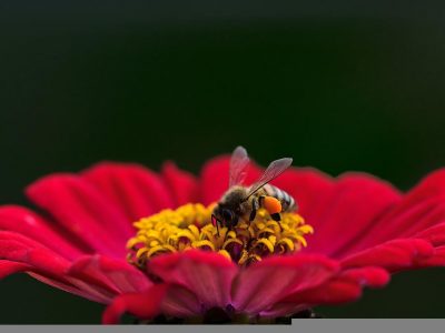 Plante care atrag și păstrează polenizatorii în grădină