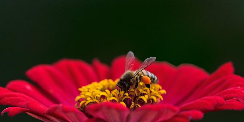 Plante care atrag și păstrează polenizatorii în grădină