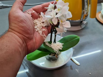 Orhideea înflorește abundent dacă faci acest lucru