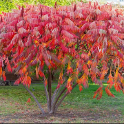 Oțetarul roșu - un arbore care adaugă culoare în grădina ta. Sfaturi de plantare și îngrijire