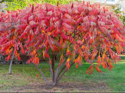 Oțetarul roșu - un arbore care adaugă culoare în grădina ta. Sfaturi de plantare și îngrijire