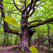 Stejarul de 1000 de ani de la Mănești, loc de pelerinaj! Cei care prăznuiesc aici cred că le merge mai bine