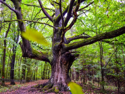 Stejarul de 1000 de ani de la Mănești, loc de pelerinaj! Cei care prăznuiesc aici cred că le merge mai bine