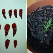 Cum se plantează ardei iuți la ghiveci din semințe. Crește și tu ardei la pervazul ferestrei