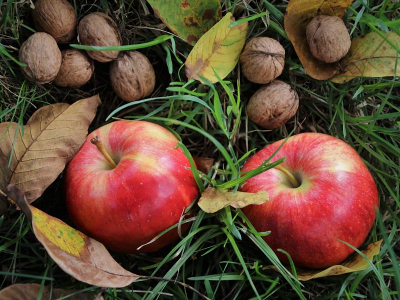 Calendar agricol octombrie - ce lucrări îi așteaptă pe gospodari în această lună