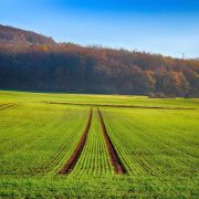 Culturi de toamnă în solarii și pe câmp: când se plantează și care sunt cele mai importante lucrări