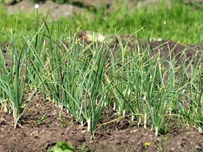Legume care se pot cultiva toamna - pregătirea solului și a răsadurilor pentru culturile târzii