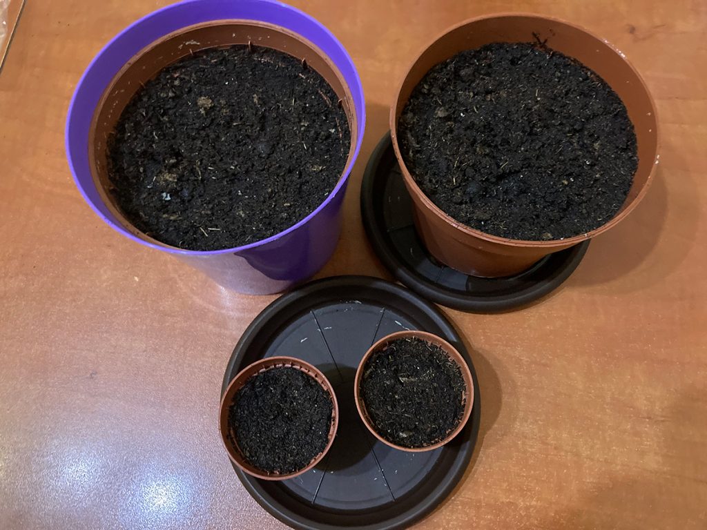 Cum se plantează ardei iuți la ghiveci din semințe. Crește și tu ardei la pervazul ferestrei