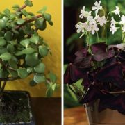 7 plante pe care este bine să le ai în casă: aduc norocul și fericirea