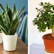 Ușor de întreținut 5 plante de interior pe care poți să le uzi doar o dată pe săptămână!