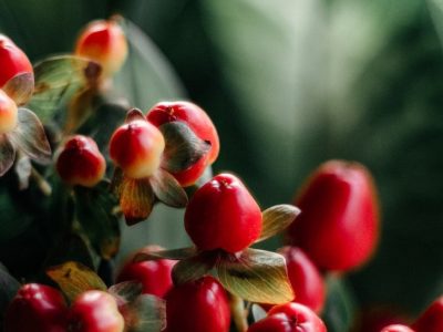 Planta care vindecă inima, tratează depresia şi reduce colesterolul. Se face o cură de 3 luni