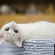 Cum contribuie pisicile la sănătatea organismului uman: iată de ce e bine să ai una în casă