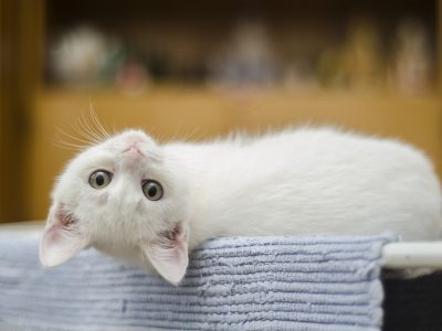 Cum contribuie pisicile la sănătatea organismului uman: iată de ce e bine să ai una în casă