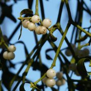 Vâscul, o plantă medicinală cu tradiție care se recoltează în Ianuarie. Ce proprietăți miraculoase are