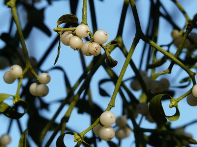 Vâscul, o plantă medicinală cu tradiție care se recoltează în Ianuarie. Ce proprietăți miraculoase are