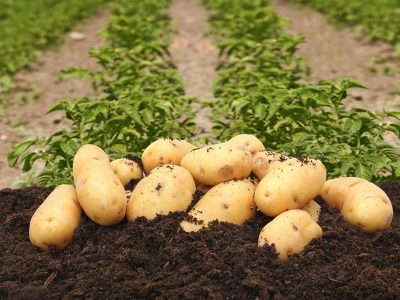 Cum se cultivă cartoful