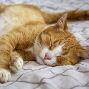 Ce se întâmplă dacă dormi cu pisica în pat. Ce trebuie să cunoască toți românii
